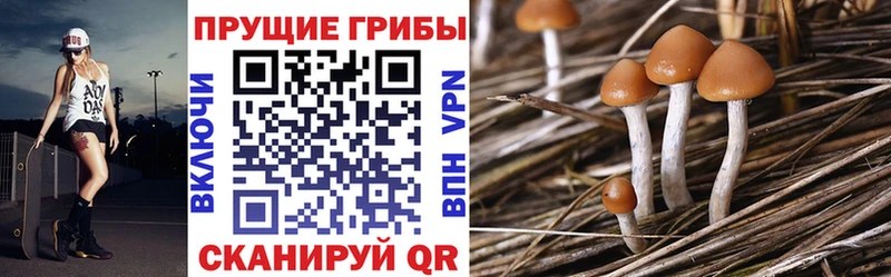Купить закладки  Муравленко  Галлюциногенные грибы Psilocybine cubensis 